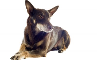 Diagnosing Arthritis in Dogs