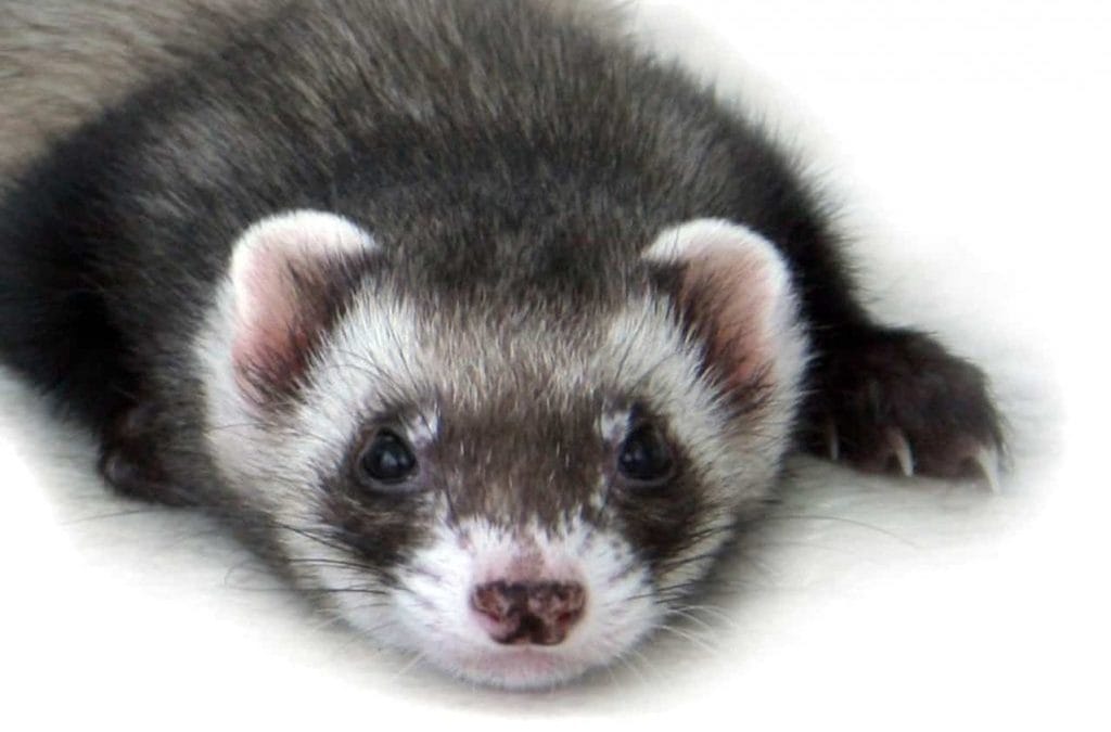 Management of a Canine Distemper Virus outbreak in a ferret rescue facility