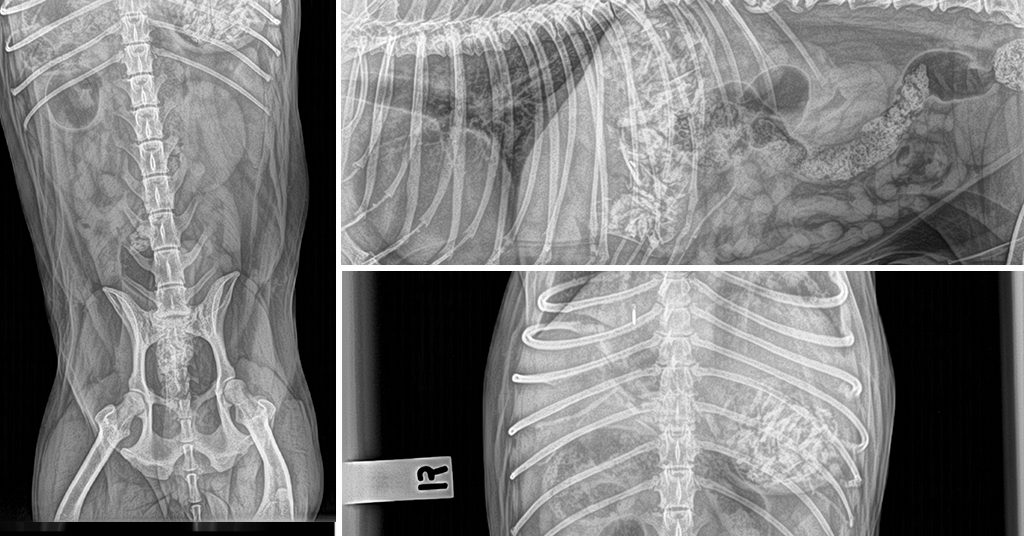 Your Pet’s X-Rays: Why Quality Matters